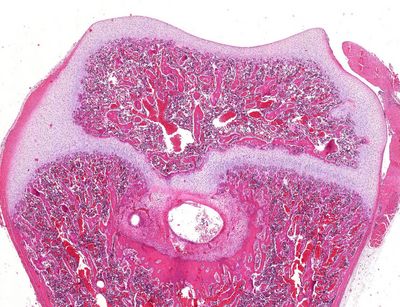 Knochenmark vom Meerschweinchen: Deutlich zu erkennen sind Struktur, Aufbau und Anordnung der Zellen. Quelle: cuvm.uni-leipzig.de