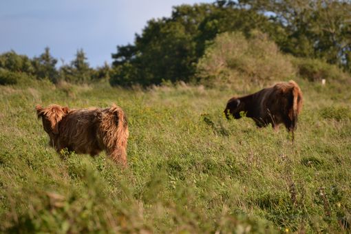 Die Beweidung durch Haus- und Wildtiere prägt Landschaften in ganz Europa.